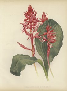 Stenorrhynchos المعلقة