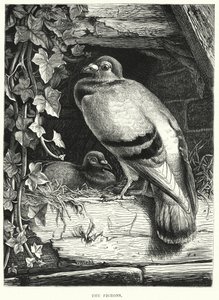 The Pigeons (engraving) بواسطة مدرسة اللغة الإنجليزية