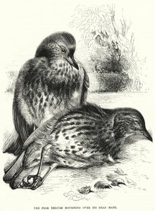 The Poor Thrush حدادًا على رفيقه الميت (نقش) بواسطة مدرسة اللغة الإنجليزية