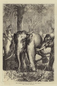 The Prince of Wales hunting in the Terai, the Captive Monarch (engraving) بواسطة مدرسة اللغة الإنجليزية