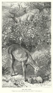 الغزال الأحمر (نقش) بواسطة مدرسة اللغة الإنجليزية