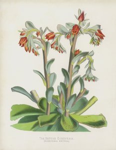 معتكف Echeverria ، Echeverria Retusa بواسطة مدرسة اللغة الإنجليزية