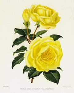 حديقة الورود: Perle Des Jardins ، برائحة الشاي بواسطة مدرسة اللغة الإنجليزية
