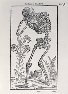 الهيكل العظمي للظهر ، لوحة من The Historie of Man نشرها جون بانيستر (1540-1610) ، 1578 بواسطة مدرسة اللغة الإنجليزية