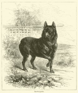 Schipperke (نقش) بواسطة مدرسة اللغة الإنجليزية