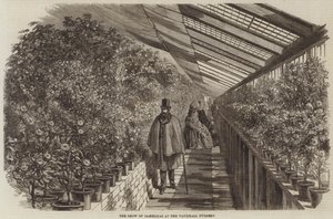 The Show of Camellias at the Vauxhall Nursery (engraving) بواسطة مدرسة اللغة الإنجليزية