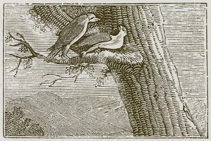 الطائرة الورقية المريضة (نقش) بواسطة مدرسة اللغة الإنجليزية