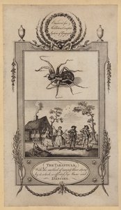 The Tarantula, with the method of curing those stung by it, which is effected by Music and Dancing (engraving) بواسطة مدرسة اللغة الإنجليزية