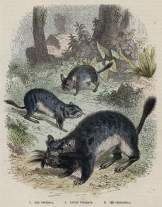The Vischaca ، Young Vischaca ، The Chinchilla (نقش ملون) بواسطة مدرسة اللغة الإنجليزية