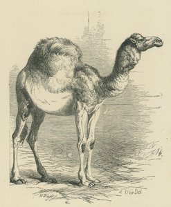 الجمل العربي (نقش) بواسطة مدرسة اللغة الإنجليزية
