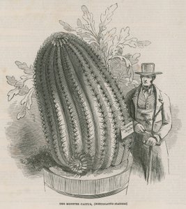 صبار الوحش (Echinocactus stainesh) في الحدائق الملكية ، كيو ، لندن بواسطة مدرسة اللغة الإنجليزية