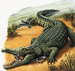 أفضل الأصدقاء، من "كتاب نظرة سادسة وتعلم 1001 سؤال بواسطة مدرسة اللغة الإنجليزية