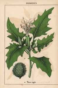 شوكة التفاح مع الزهور البيضاء والفاكهة الشوكية.   ، من "The Instructive Picturebook، or Lessons from the Vegetable World،" [شارلوت ماري يونج] ، إدنبرة بواسطة مدرسة اللغة الإنجليزية