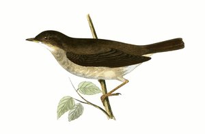 Thrush Nightingale ، التوضيح من "تاريخ طيور أوروبا غير المرصودة في الجزر البريطانية" بقلم تشارلز روبرت بري (1811-1886) ، نشر عام 1867