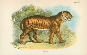 نمر