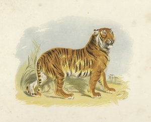 نمر