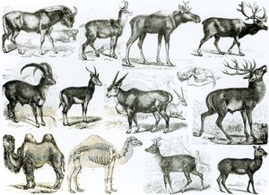 Ungalata أو الحيوانات ذات الحوافر بواسطة مدرسة اللغة الإنجليزية