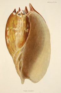 فيلوتا جورجينا ، من The Mollusca and Radiata ، حانة. 1833 (نقش يدوي) بواسطة مدرسة اللغة الإنجليزية