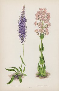 Veronica Spicata; Lychnis Alpina (colour litho) بواسطة مدرسة اللغة الإنجليزية
