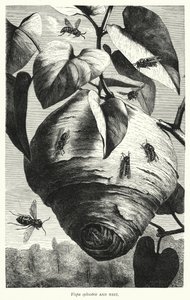Vespa sylvestris and Nest (engraving) بواسطة مدرسة اللغة الإنجليزية
