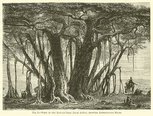 منظر لشجرة بانيان تري (Ficus Indica) ، يظهر جذور المغامرات بواسطة مدرسة اللغة الإنجليزية