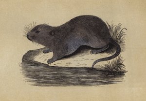 Water Rat (colour litho) بواسطة مدرسة اللغة الإنجليزية