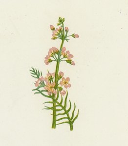 البنفسجي المائي ، Hottonia Palustris بواسطة مدرسة اللغة الإنجليزية