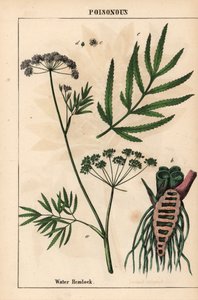 الشوكران المائي يظهر الأوراق وبنية الجذر والزهور. سيكوتا فيروسا   ، من "The Instructive Picturebook، or Lessons from the Vegetable World،" [شارلوت ماري يونج] ، إدنبرة بواسطة مدرسة اللغة الإنجليزية