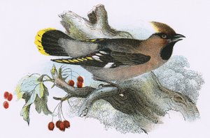 Waxwing