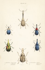 السوس: Attelabus longicollis 1 و Attelabus gemmatus 2 و 3 Attelabus Grebe و Byctiscus 4 و Rhycnhites المحتلم 5 و 6 Rhynchites طوق! بواسطة مدرسة اللغة الإنجليزية