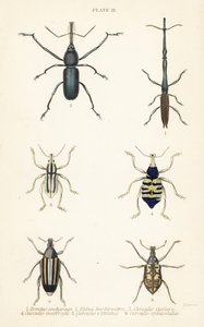 السوس: Brentus ancharago 1 و Rhina barbirostris 2 و Curculio cuviera 3 و Eupholus geoffroyi 4 و Larinus ursus 5 و Curculio sphacelatus 6 بواسطة مدرسة اللغة الإنجليزية