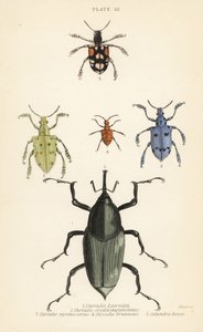 السوس والخنافس ، Weevil latreillii 1 ، Weevil sexdecempunctatus 2 ، Trichaptum mutillarius 3 ، 4 و Calandra Plssodes الكستناء البطل 5 بواسطة مدرسة اللغة الإنجليزية