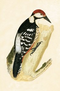 White Rumped Woodpecker ، توضيح من "تاريخ طيور أوروبا غير المرصودة في الجزر البريطانية" بقلم تشارلز روبرت بري (1811-1886) ، نشر عام 1867 بواسطة مدرسة اللغة الإنجليزية