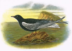 ترن أسود أبيض مجنح