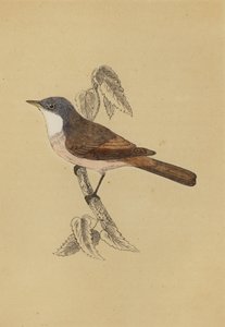Whitethroat (colour litho) بواسطة مدرسة اللغة الإنجليزية