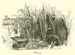 Widgeon بواسطة مدرسة اللغة الإنجليزية