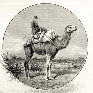 امرأة على جمل في أستراليا ، c.1880 ، من "الصور الأسترالية" بقلم هوارد ويلوبي ، نشرتها جمعية المسالك الدينية ، لندن ، 1886 بواسطة مدرسة اللغة الإنجليزية