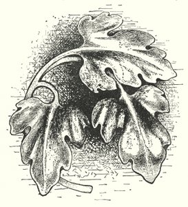 Wood carving: Leaf (engraving) بواسطة مدرسة اللغة الإنجليزية