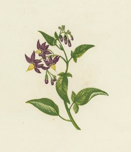 الباذنجان الخشبي ، أو الحلو المر ، Solanum Dulcamara (لون ليثو) بواسطة مدرسة اللغة الإنجليزية