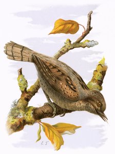 Wryneck