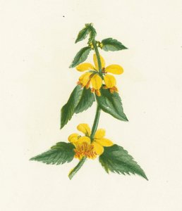 Yellow Weasel-Snout، Galeobdolon Luteum بواسطة مدرسة اللغة الإنجليزية