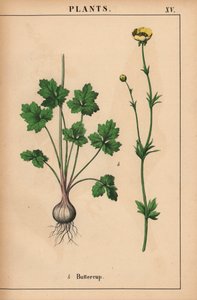 الحوذان الأصفر  ، من "The Instructive Picturebook، or Lessons from the Vegetable World،" [شارلوت ماري يونج] ، إدنبرة بواسطة مدرسة اللغة الإنجليزية