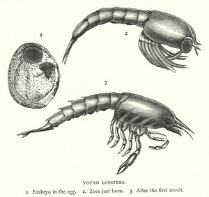Young Lobsters (engraving) بواسطة مدرسة اللغة الإنجليزية