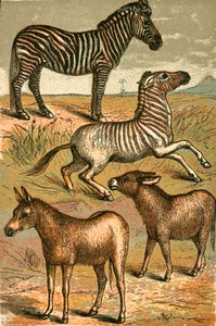 الحمار الوحشي ، الحمار الوحشي ، Quagga والحمار المشترك بواسطة مدرسة اللغة الإنجليزية