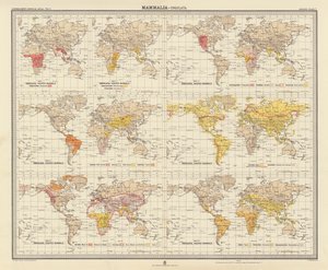 علم الحيوان: الثدييات، أنغولاتا (ليثو ملون) بواسطة مدرسة اللغة الإنجليزية
