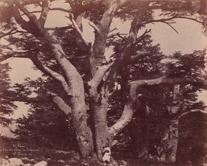 جبل لبنان. جذع أحد أرز سليمان ، 1850-1853.