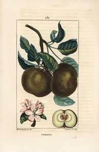 شجرة التفاح - التفاح ، Malus domestica ، مع الفرع ، والأوراق ، والفاكهة ، والزهر والفاكهة الناضجة في قسم يعرض البذور. نقش على لوح نحاسي منقوش يدويًا بواسطة لامبرت جونيور من رسم لإرنستين بانكوك من شوميتون وبوارت ولوحة "" La "" لشامبرت