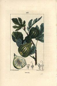 اللوح النباتي: فرع شجرة التين مع التين - شجرة التين ، Ficus carica ، يظهر الفرع مع الثمار الناضجة والأوراق ، وقسم من الفاكهة. نقش على لوح نحاسي ملون يدويًا بواسطة لامبرت جونيور من رسم مدام إي بانكوكي من شوميتون ،