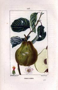 لوح نباتي: شجرة السفرجل ، Pyrus oblonga ، تظهر الفاكهة ، الزهر ، الأوراق ، الغصن وقسم الثمار. نقش على لوح نحاسي منقوش يدويًا بواسطة لامبرت جونيور من رسم لمدام بانكوكي من شوميتون ، لا فلور ميد لـ Poiret et Chamberet