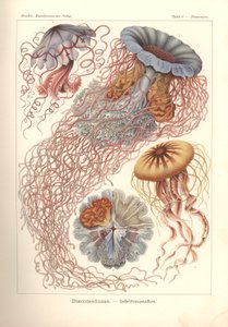 Discomedusae - قرص قنديل البحر ، رر 8 من "Kunstformen der Natur" ، محفور بواسطة Adolf Giltsch ، نُشر عام 1904 (حجر ملون) بواسطة ارنست (بعد) هيكل